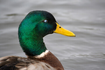 Obraz premium duck on the water