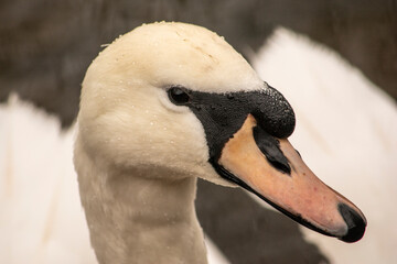 swan close up