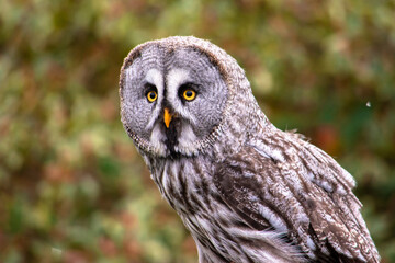 Great grey owl