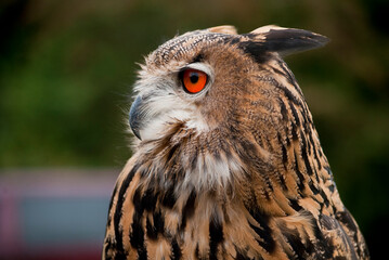 eagle owl portrait