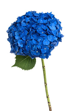 Beautiful blooming blue hydrangea flowers isolated on white background