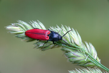 Der Blutrote Schnellkäfer - Ampedus sanguineus