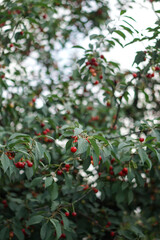 Cherry in the garden. Ripe, red fruits on the tree