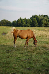 Fototapeta premium The horse is grazing in a green field. The pet eats grass in the pasture. Beautiful rural landscape.