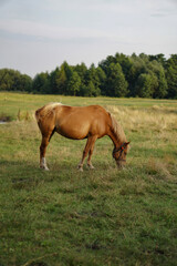 The horse is grazing in a green field. The pet eats grass in the pasture. Beautiful rural landscape.