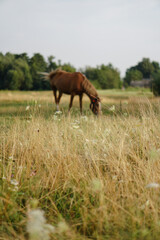 Naklejka na ściany i meble The horse is grazing in a green field. The pet eats grass in the pasture. Beautiful rural landscape.
