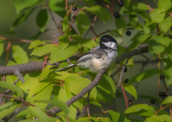 Fototapeta premium A Black-capped Chickadee in Alaska