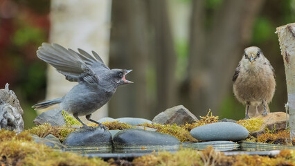 Begging Fledgling and Adult Gray Jay or Canada Jay
