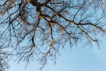 Branches of a tree against the blue sky
