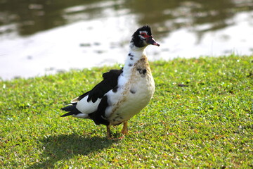 pássaro na beira do lago, pássaro no grama do lado do lago, pássaro de perfil no gramado na...