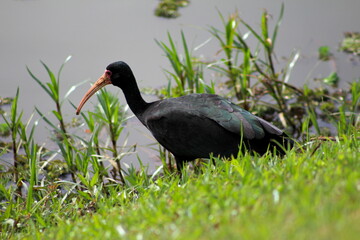 pássaro preto na beira do lago, observando tapicuru na natureza, pássaro grande na beira do lago, tapicuru próximo a água