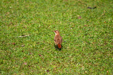 little bird in the green grass, step on the ground, winged animal on the ground