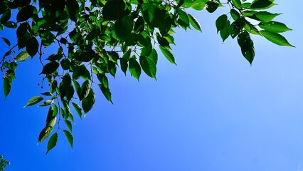 青々とした葉と小さな実をつける初夏の桜