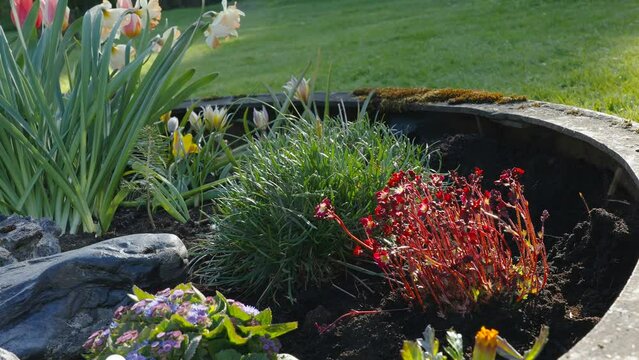 Another rockfoil plant being planted on the garden on a hot sunny day in Estonia