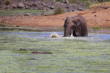 Afrikanischer Elefant und Flußpferd im Sweni River / African elephant and Hippopotamus in Sweni...