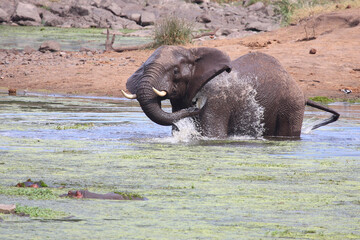 Afrikanischer Elefant und Flußpferd im Sweni River / African elephant and Hippopotamus in Sweni...