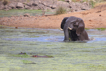 Afrikanischer Elefant und Flußpferd im Sweni River / African elephant and Hippopotamus in Sweni...