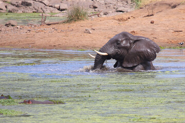 Afrikanischer Elefant und Flußpferd im Sweni River / African elephant and Hippopotamus in Sweni...