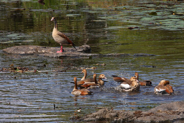 Nilgans / Egyptian goose / Alopochen aegyptiacus...