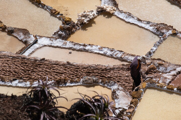 Salina de Maras no Vale de Urubamba