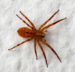 Macro shot of a brown recluse spider on white