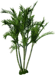 Front view tree (Young Butterfly Palm Areca tree 3) illustration vector