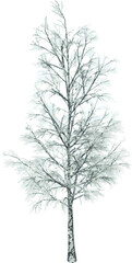 Obraz premium Front view of Plant (Snowy Tree Winter 13) Tree png illustration vector 