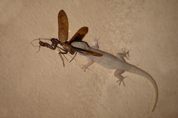 Afrikanischer Hausgecko / Tropical house gecko or Afro-American house gecko / Hemidactylus mabouia mabouia..