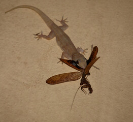 Afrikanischer Hausgecko / Tropical house gecko or Afro-American house gecko / Hemidactylus mabouia mabouia..