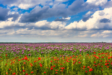 Red poppies and purple poppy flowers on the summer meadow with fluffy clouds above