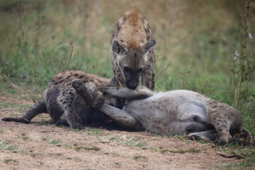 Tüpfelhyäne / Spotted hyaena / Crocuta crocuta...
