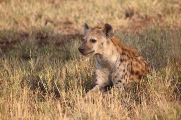 Tüpfelhyäne / Spotted hyaena / Crocuta crocuta...