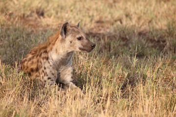Tüpfelhyäne / Spotted hyaena / Crocuta crocuta...