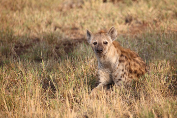Tüpfelhyäne / Spotted hyaena / Crocuta crocuta...