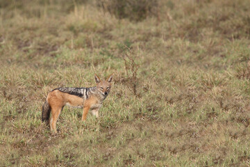 Schabrackenschakal / Black-backed jackal / Canis mesomelas