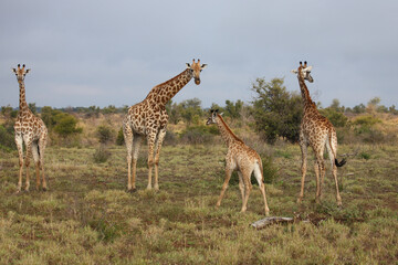 Giraffe / Giraffe / Giraffa camelopardalis..