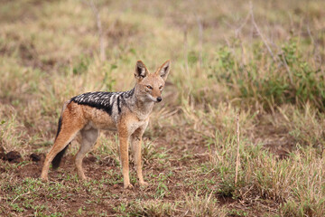 Schabrackenschakal / Black-backed jackal / Canis mesomelas