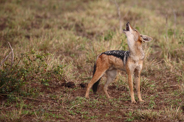 Schabrackenschakal / Black-backed jackal / Canis mesomelas