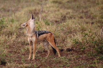 Fototapeta premium Schabrackenschakal / Black-backed jackal / Canis mesomelas