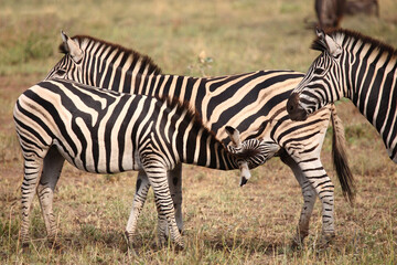 Fototapeta premium Steppenzebra / Burchell's zebra / Equus burchellii.