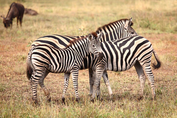 Obraz na płótnie Canvas Steppenzebra / Burchell's zebra / Equus burchellii.