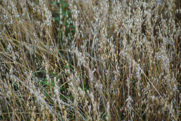 Fototapeta premium Ripe spikelets of oats growing on the field close-up. Harvest period
