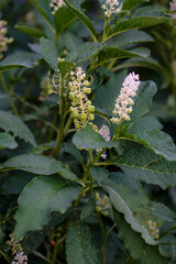 Close-up of white flowers growing in a field. Photo background