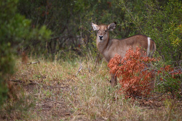 Wasserbock / Waterbuck / Kobus ellipsiprymnus.