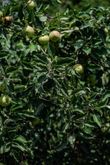 Green small apples on a branch close-up. Unripe fruit in the garden. Photo background