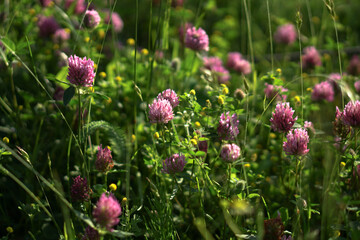 Blooming clover in the summer on the field. Background from purple wild flowers. Medicinal herbs on the lawn