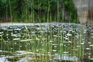 Green grass close-up in the sun. Greenery on the background of the river