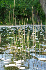 Green grass close-up in the sun. Greenery on the background of the river