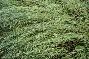 Beautiful green grass close-up in the field. Early summer morning in the meadow. Photo background