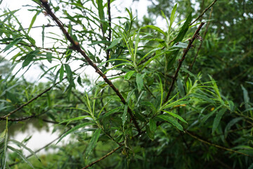 Green branch close-up. Beautiful nature in summer